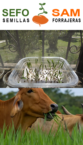 Pasturas tropicales