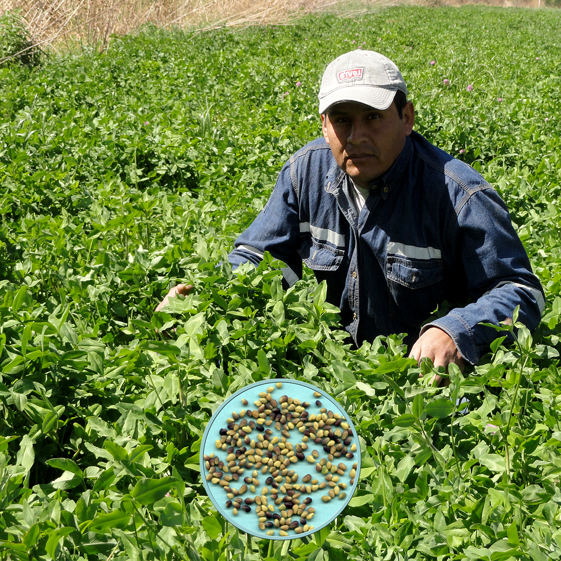 Pasturas tropicales