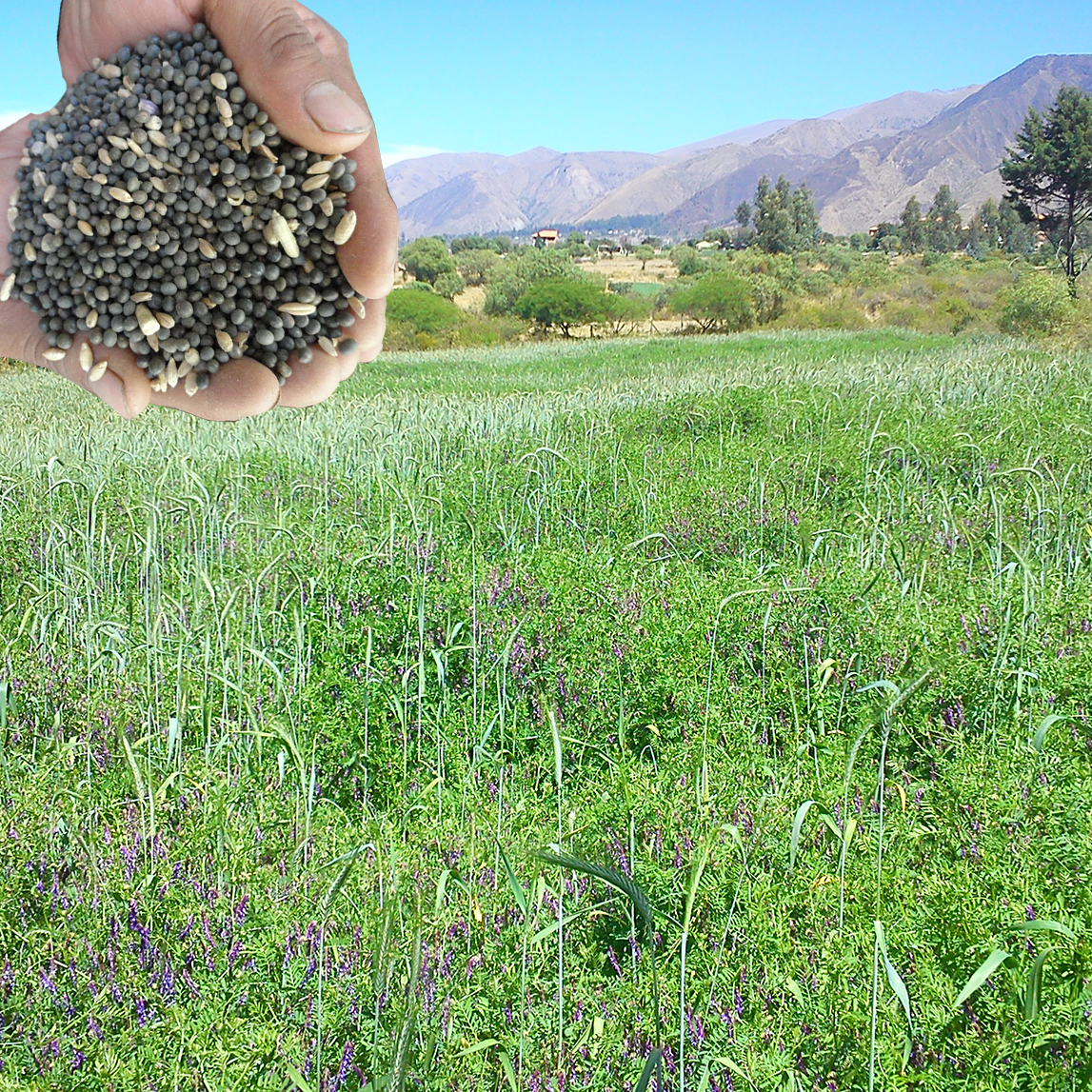 Pasturas tropicales