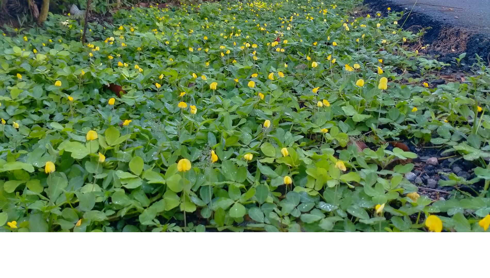 Arachis1