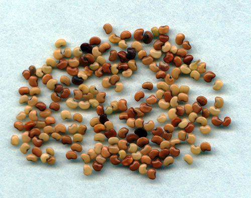 Desmodium